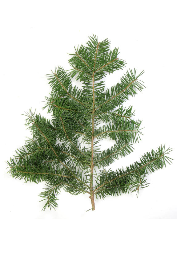 Aceite Esencial doTERRA  Douglas Fir Oil 5ml.